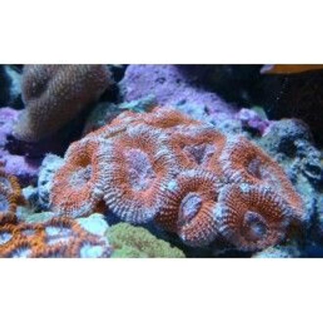 corals inverts - acanthastrea lordhowensis - acan lord stocking in 75 gallons tank - acan lords