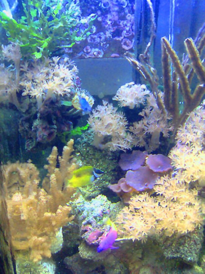 corals inverts - actinodiscus sp. - blue mushroom stocking in 35 gallons tank - my magnificent reef showcase