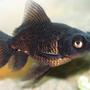 freshwater fish - carassius auratus - black moor goldfish stocking in 72 gallons tank - baby black moor