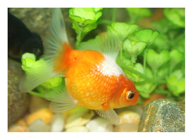freshwater fish - carassius auratus - crown pearlscale goldfish stocking in 72 gallons tank - pearl scale