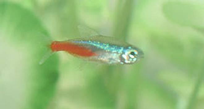 freshwater fish - paracheirodon innesi - neon tetra jumbo stocking in 72 gallons tank - neon tetra