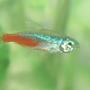 freshwater fish - paracheirodon innesi - neon tetra jumbo stocking in 72 gallons tank - neon tetra