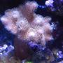 corals inverts - sarcophyton sp. - toadstool mushroom leather coral stocking in 75 gallons tank - Umbrella leather