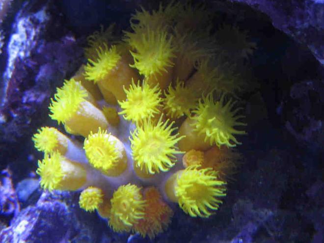 corals inverts - tubastrea faulkneri - yellow sun coral stocking in 75 gallons tank - My "new" sun coral