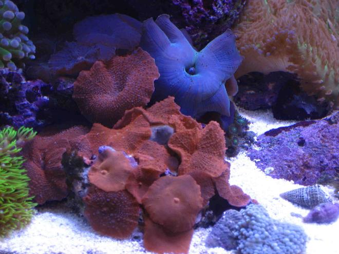 corals inverts - actinodiscus sp. - red mushroom stocking in 75 gallons tank - red and blue mushrooms