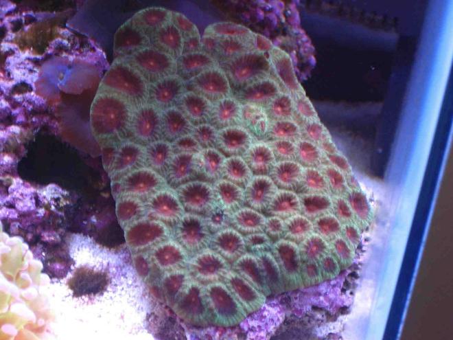corals inverts - favites sp. - red & green favites brain coral stocking in 75 gallons tank - closed brain coral