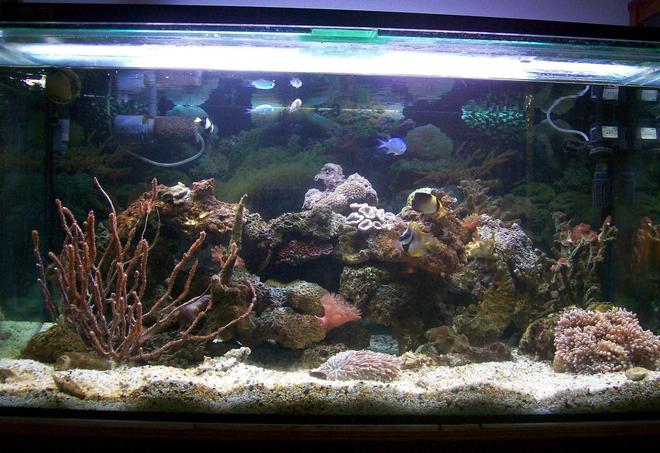 95 gallons reef tank (mostly live coral and fish) - "Reef Under Construction"