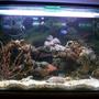 95 gallons reef tank (mostly live coral and fish) - "Reef Under Construction"