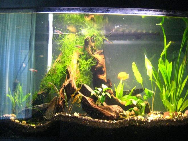 30 gallons planted tank (mostly live plants and fish) - 30 gallon with amazon swords and Cryptocoryne wendtii "Brown", jave moss, java fern, malysian driftwood, anubius nana 

fish: 6 bloodfin tetras, 2 peppered corys, 2 chinese algea eaters, 2 zebra dianos, 1 conchu's blue tetras, 1 african dwarf frog, pair gold gourami m&f,1 yoyo loach, 2 long fin leapord danios