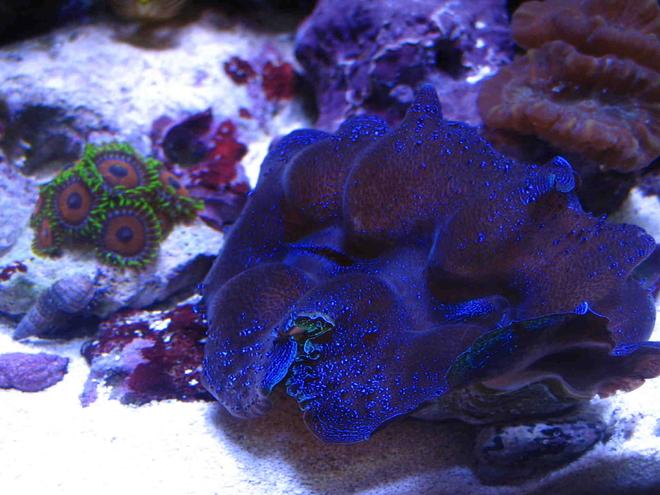 corals inverts - zoanthus sp. - eagle eye zoanthids stocking in 75 gallons tank - Friends