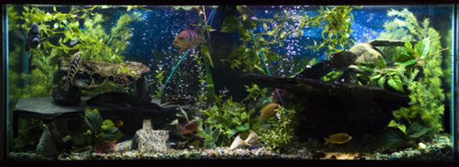 150 gallons planted tank (mostly live plants and fish) - 150 Gallon Freshwater Aquarium