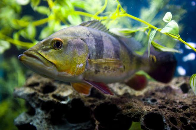 freshwater fish - cichlia ocellaris - peacock bass (ocellaris) stocking in 150 gallons tank - Peacock Bass