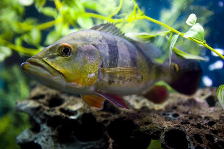 Rated #40: Freshwater Fish - Cichlia Ocellaris - Peacock Bass (ocellaris) Stocking In 150 Gallons Tank - Peacock Bass