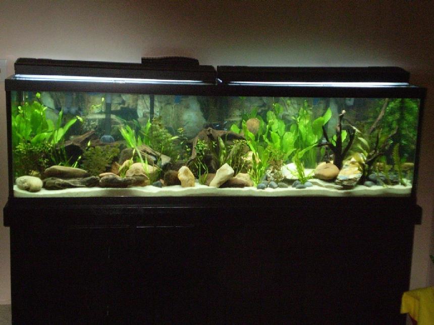 Rated #497: 125 Gallons Planted Tank - 125 Gallon freshwater planted Tetra tank