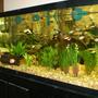125 gallons freshwater fish tank (mostly fish and non-living decorations) - 125 gallon