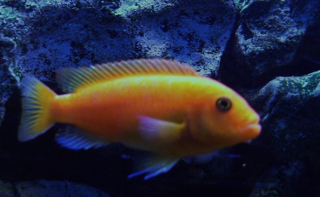 freshwater fish - pseudotropheus estherae - red zebra cichlid stocking in 55 gallons tank - Red Zebra