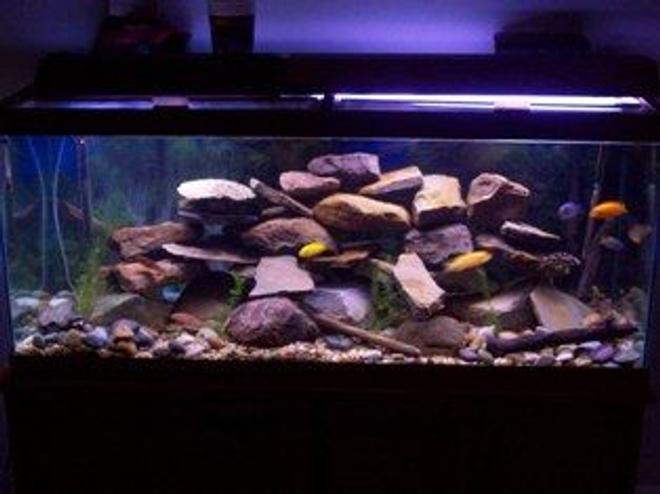 75 gallons freshwater fish tank (mostly fish and non-living decorations) - 75 gallon malawi cichlid tank