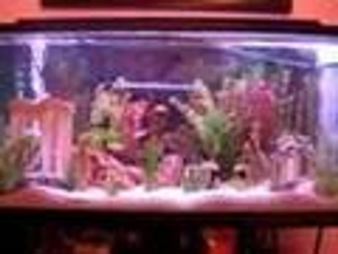 55 gallons freshwater fish tank (mostly fish and non-living decorations) - Here''s my sweet fish tank