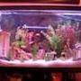 55 gallons freshwater fish tank (mostly fish and non-living decorations) - Here''s my sweet fish tank