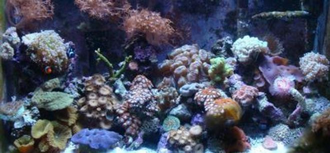 30 gallons reef tank (mostly live coral and fish) - full view of reef tank
