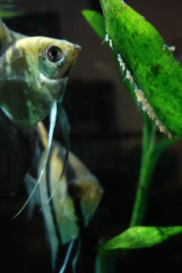 freshwater fish - pterophyllum scalare - angelfish stocking in 55 gallons tank - Mocha (foreground) and Cerberus (background) with tiny angelfish fry. (Pterophyllum scalare)