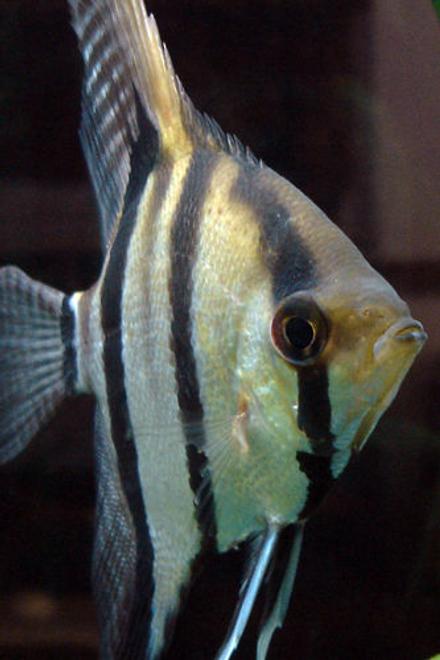 freshwater fish - pterophyllum scalare - angelfish stocking in 55 gallons tank - My grizzled angelfish, Cerberus, showing off his full color.