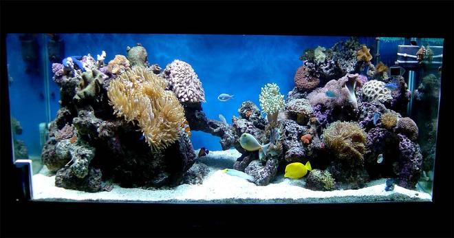 185 gallons reef tank (mostly live coral and fish) - new tank pics