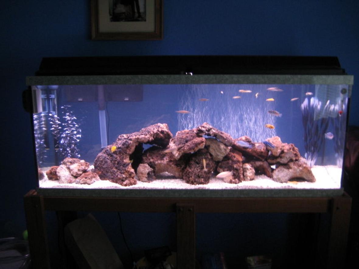 55 gallons freshwater fish tank (mostly fish and non-living decorations) - My 55 Cichlid tank