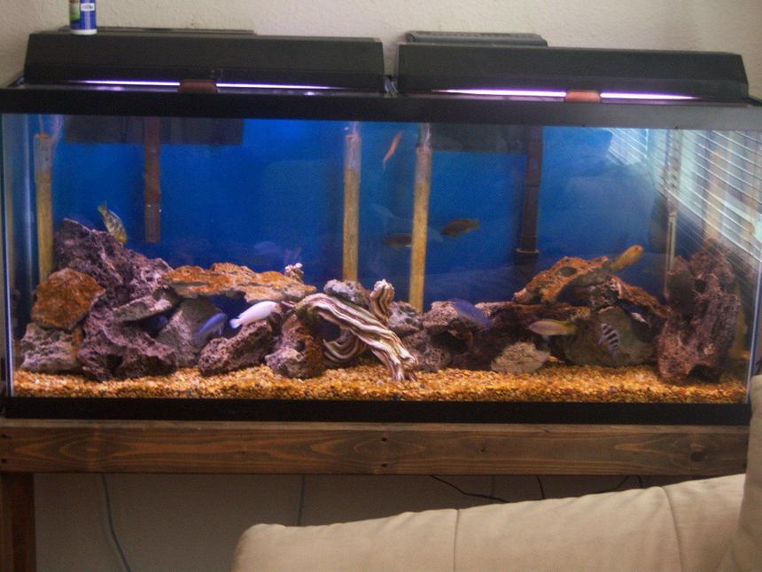Rated #1830: 55 Gallons Freshwater Fish Tank - new setup