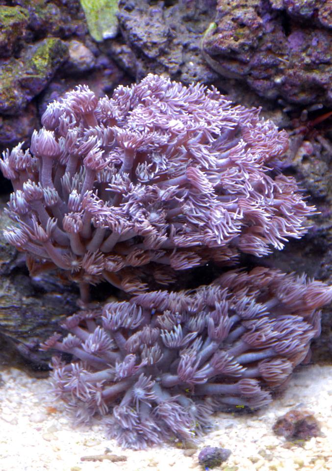 corals inverts - goniopora sp. - flower pot coral stocking in 29 gallons tank - This is one of my corals during the morning. Its not open all the way, but when it gets all the way open......its HUGE.