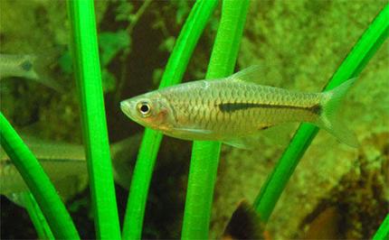 freshwater fish - pristella maxillaris - gold pristella tetra stocking in 26 gallons tank - I dont know the name of this fish.  If anyone knows please inform me.  ganeshkwt@yahoo.co.uk