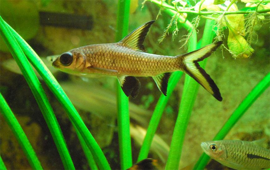 Rated #925: Freshwater Fish - Balantiocheilus Melanopterus - Bala Shark Stocking In 26 Gallons Tank - My Shark