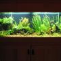 75 gallons planted tank (mostly live plants and fish) - Trimmed out plants and took a quick pick late 2007.