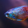 freshwater fish - colisa lalia - neon blue dwarf gourami stocking in 28 gallons tank - Portrait of Dwarf Gourami