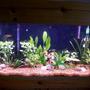 45 gallons planted tank (mostly live plants and fish) - 45 gal planted