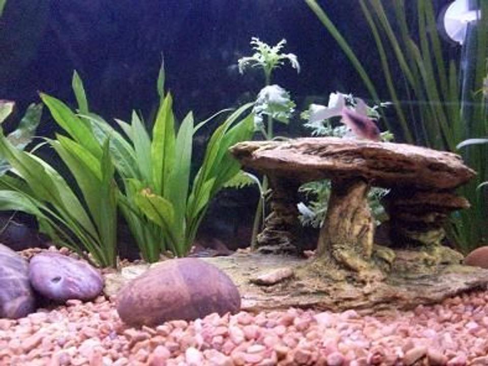 freshwater fish - corydoras arcuatus - skunk cory cat stocking in 45 gallons tank - cory cat