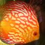 freshwater fish - fire dragon discus stocking in 55 gallons tank - fresh water discus