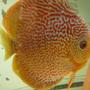 freshwater fish - oriental dream discus - -
