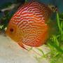freshwater fish - red white discus - -