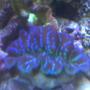 corals inverts - tridacna crocea - crocea clam stocking in 95 gallons tank - crocea clam