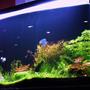 fish tank picture - after 2 months