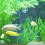 freshwater fish - sciaenochromis fryeri albino - albino electric blue cichlid stocking in 225 gallons tank - cichlids