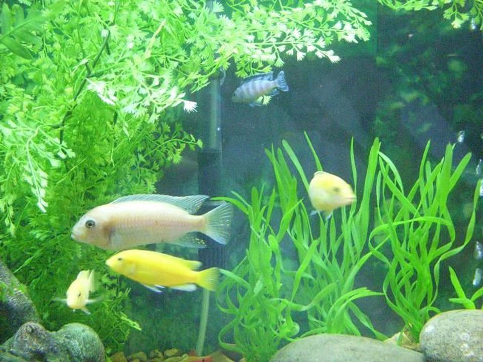 freshwater fish - sciaenochromis fryeri albino - albino electric blue cichlid stocking in 225 gallons tank - cichlids