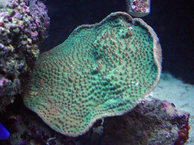 corals inverts - turbinaria peltata - cup coral, pagoda stocking in 75 gallons tank - Green Pagoda Cup