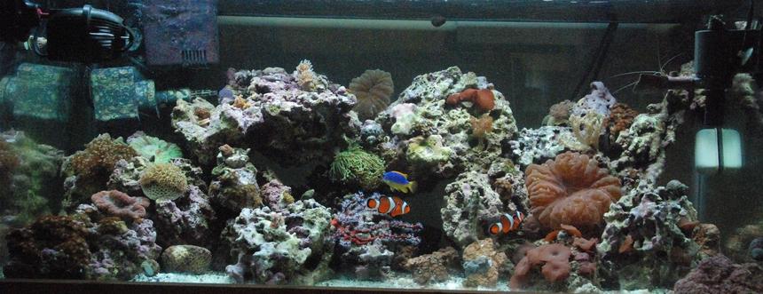 Rated #120: 55 Gallons Reef Tank - my new 40 breeder about a month old