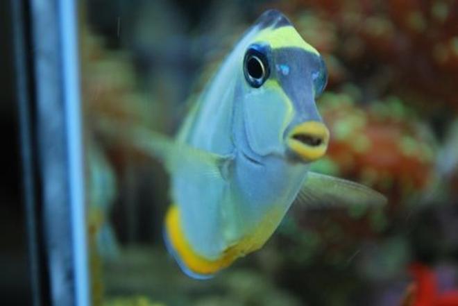saltwater fish - naso lituratus - naso tang stocking in 60 gallons tank - Naso Tang