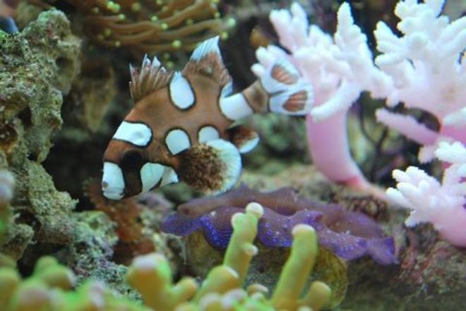 saltwater fish - plectorhinchus chaetodonoides - spotted sweetlips stocking in 60 gallons tank - Harlequin sweet lips