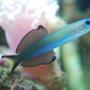 saltwater fish - ptereleotris evides - scissortail dartfish stocking in 60 gallons tank - Scissortail goby
