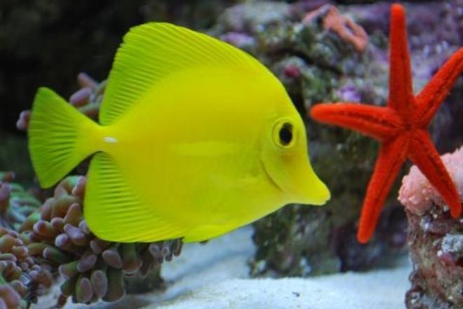 saltwater fish - zebrasoma flavescens - yellow tang - hawaii stocking in 60 gallons tank - Yellow tang