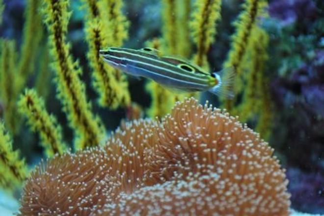 saltwater fish - amblygobius hectori - hector's goby stocking in 60 gallons tank - Hectors goby